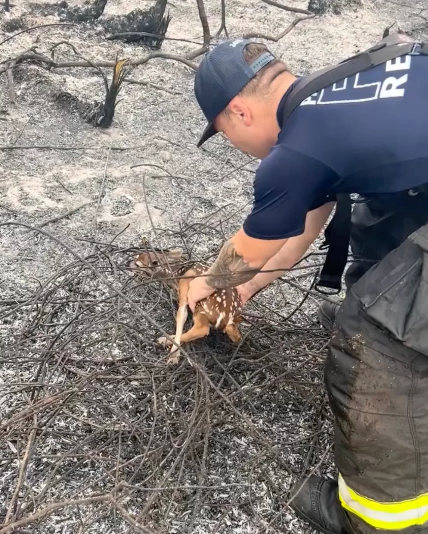Crews Free Trapped Fawn While Battling Brush Fire Near State Road 52 and Ehren Cutoff