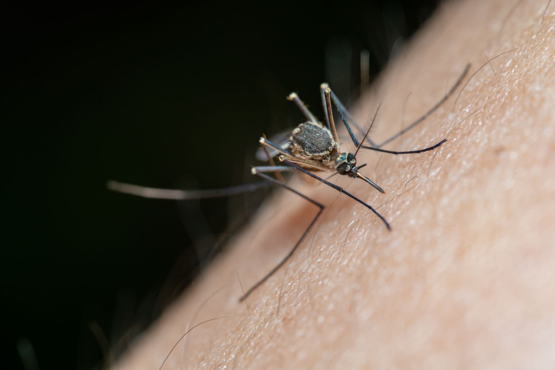 Pasco Declares Dengue Emergency: What Dade City Households Need to Do This Week